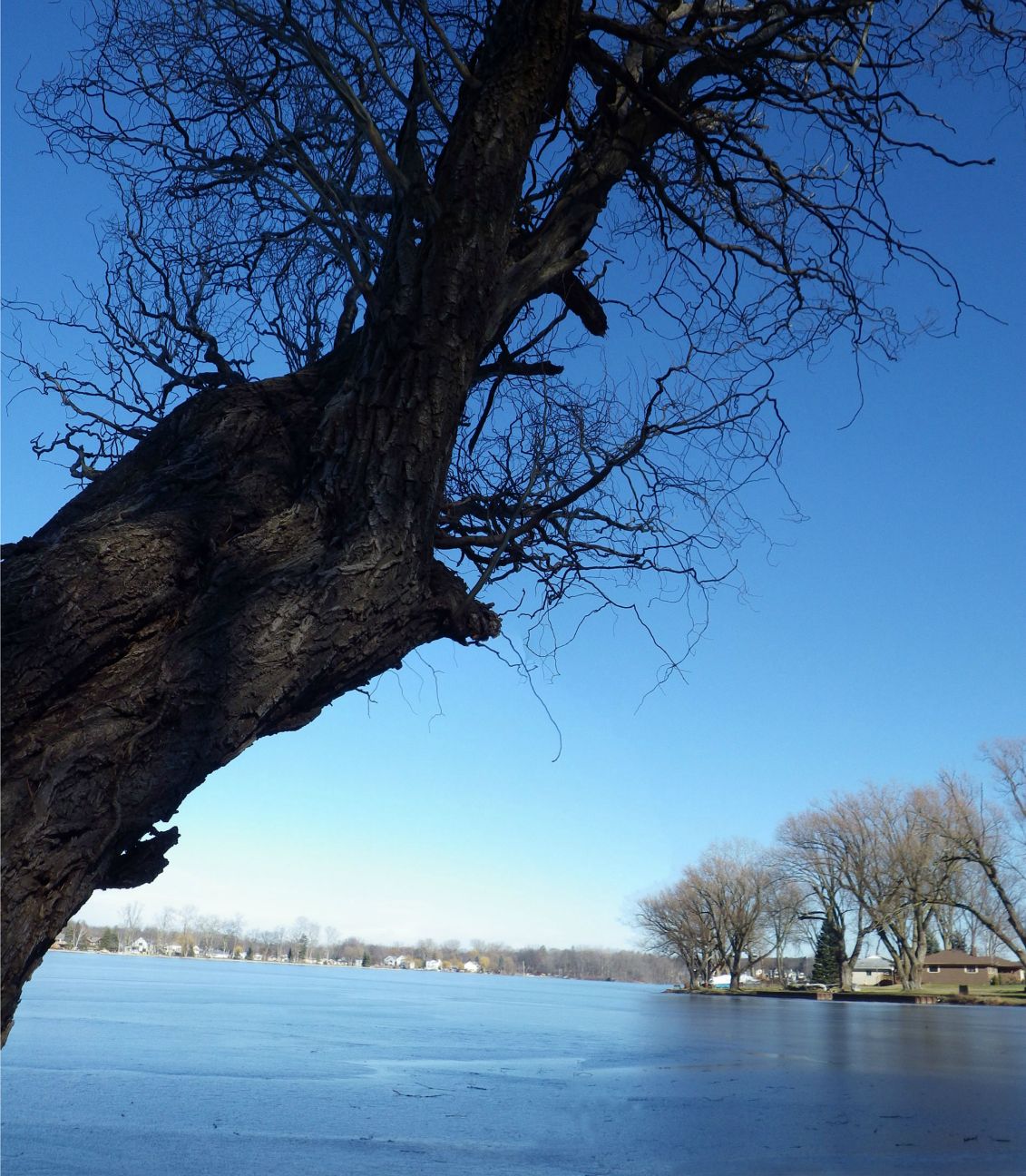 Corkscrew Willow.