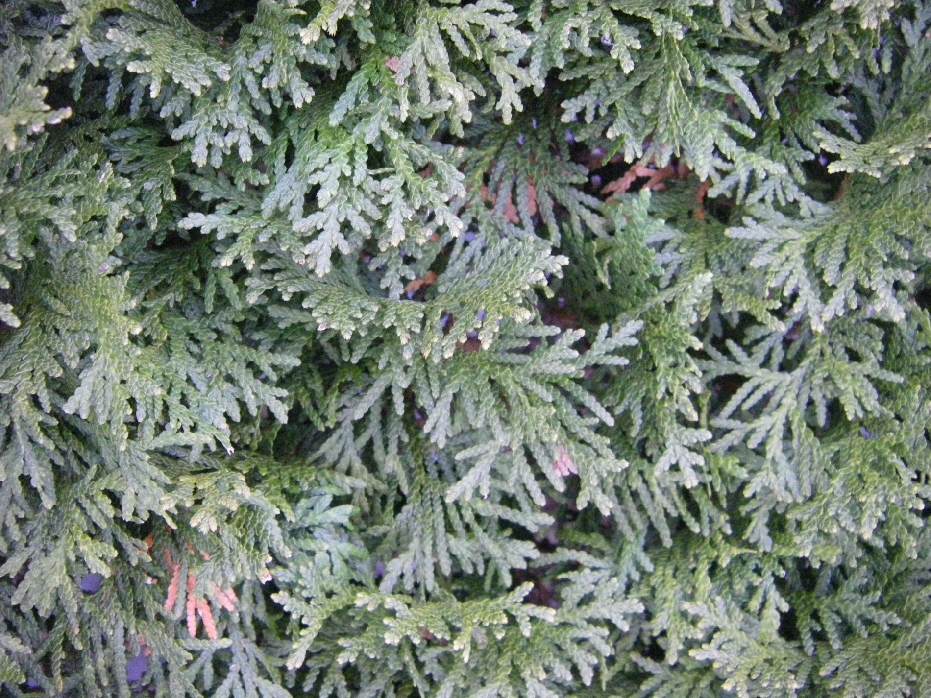 Arborvitae