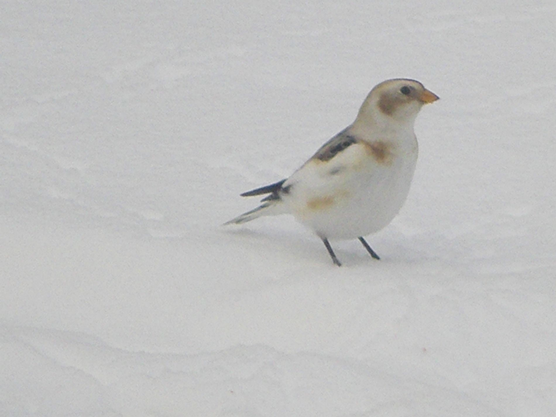 Snow Bunting.