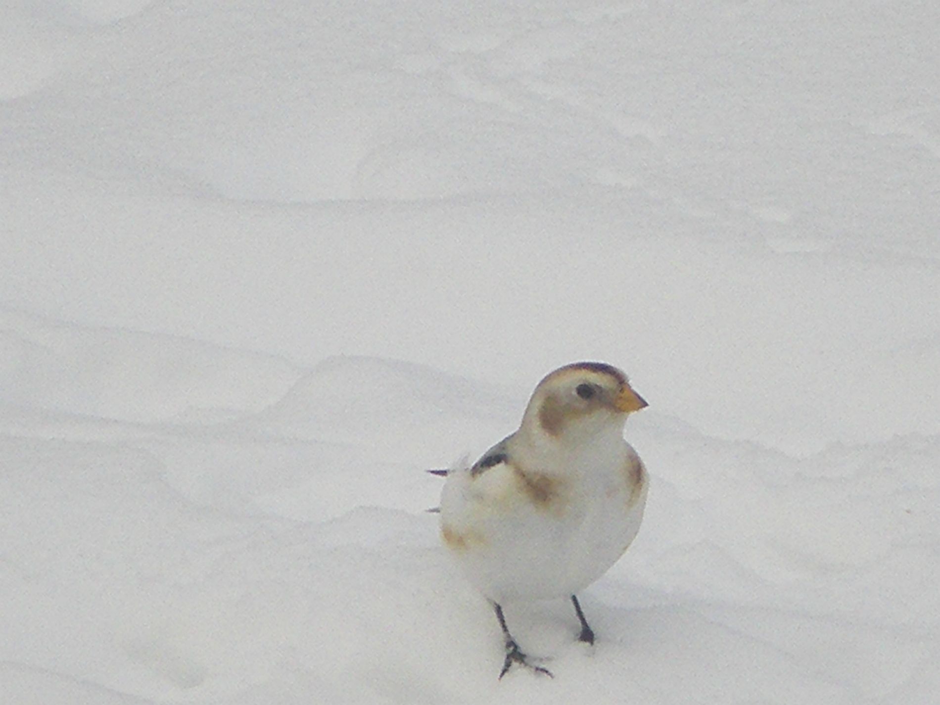 Snow Bunting.