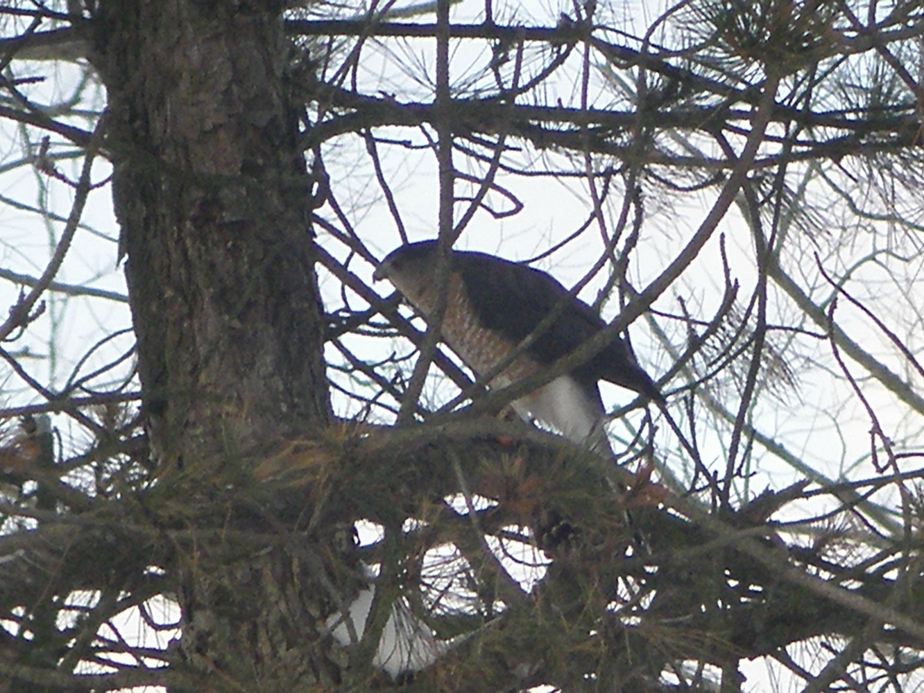 Feeding hawk.