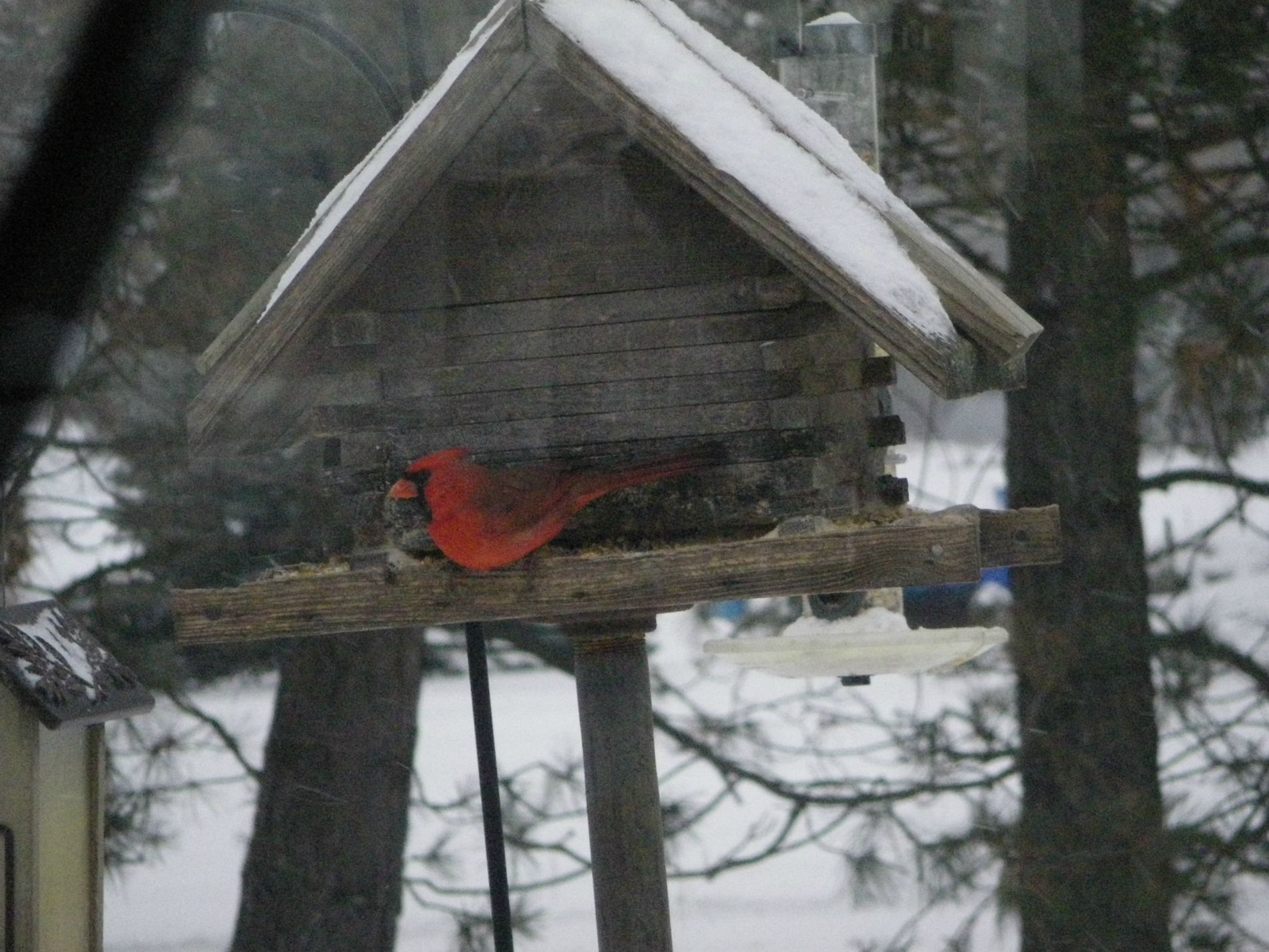 Cardinal.