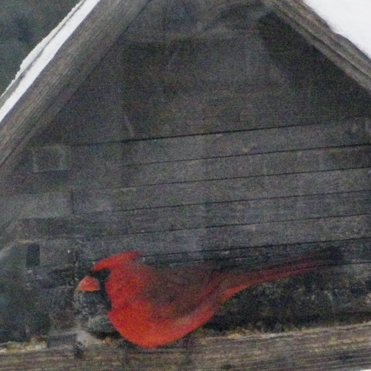 Cardinal