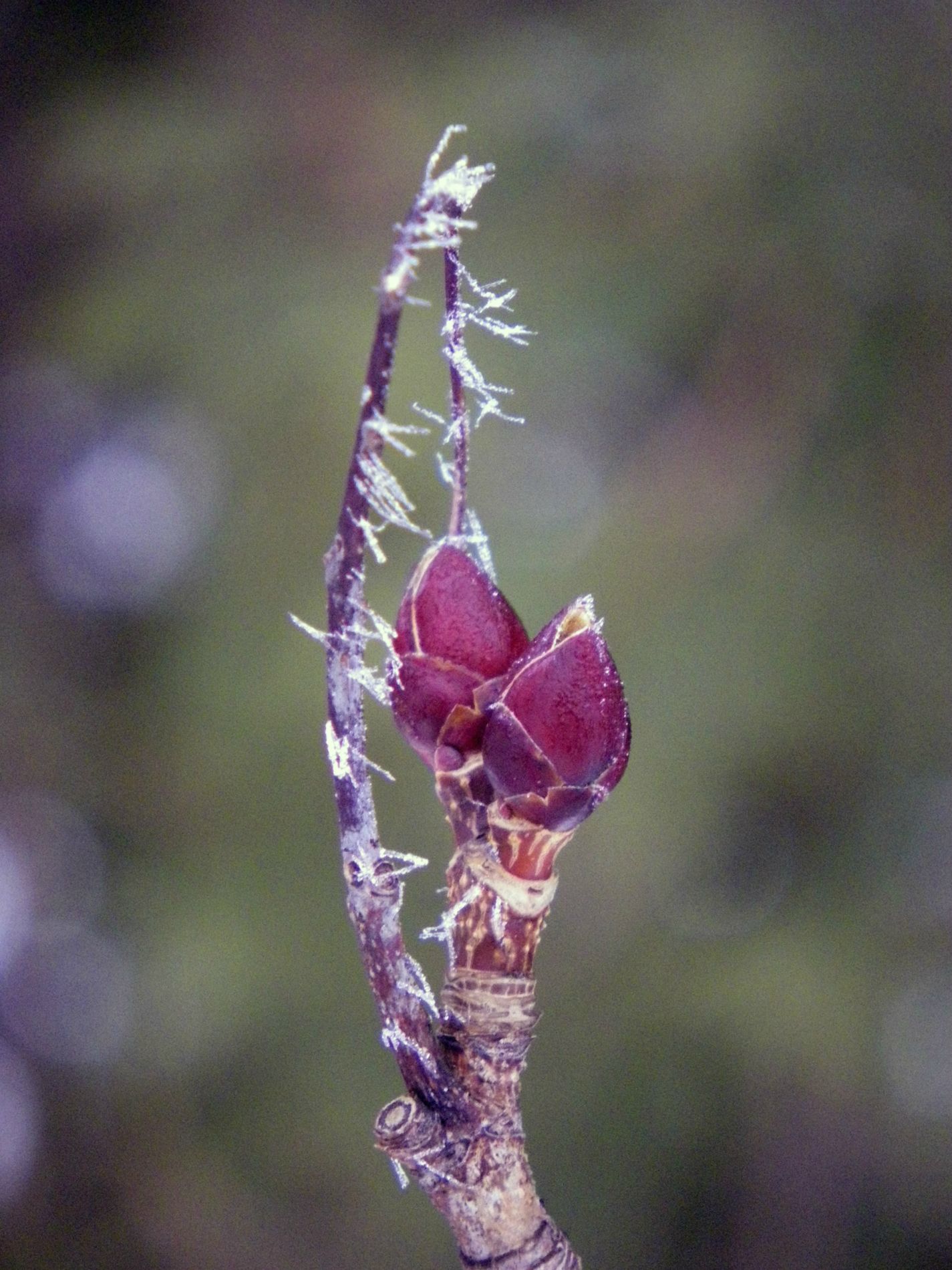 Hoarfrost on maple bud