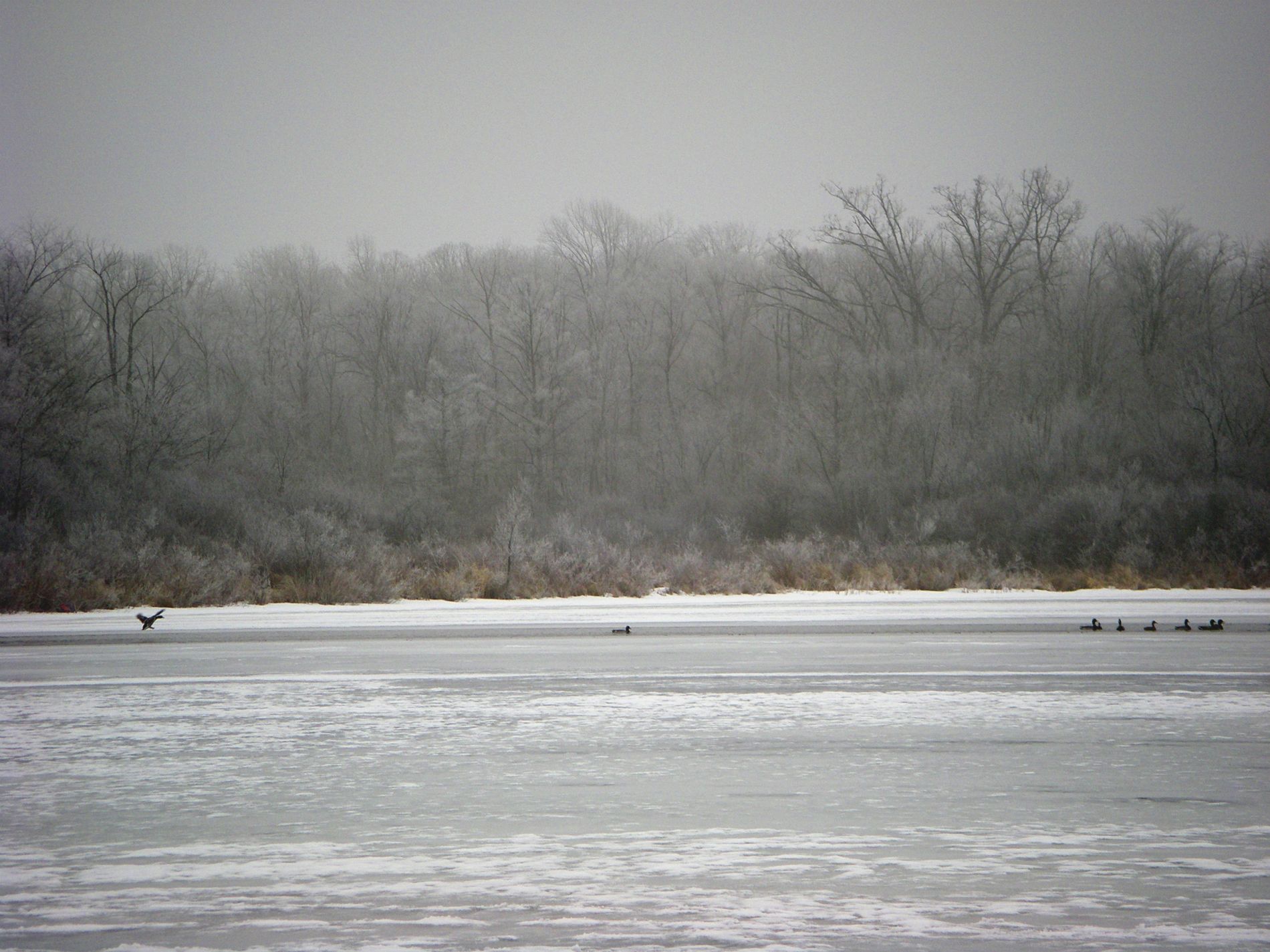Freezing fog coats the trees.