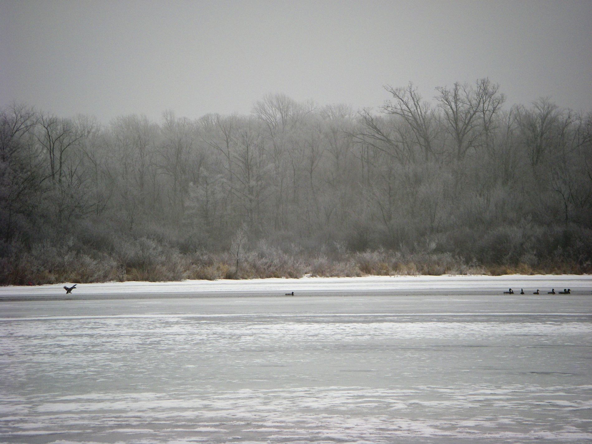 Freezing fog coats the trees.