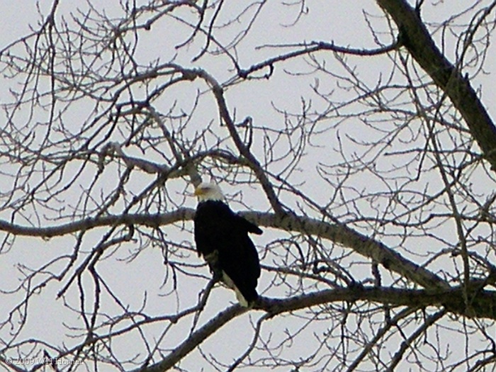 Bald Eagle in Maple tree.
