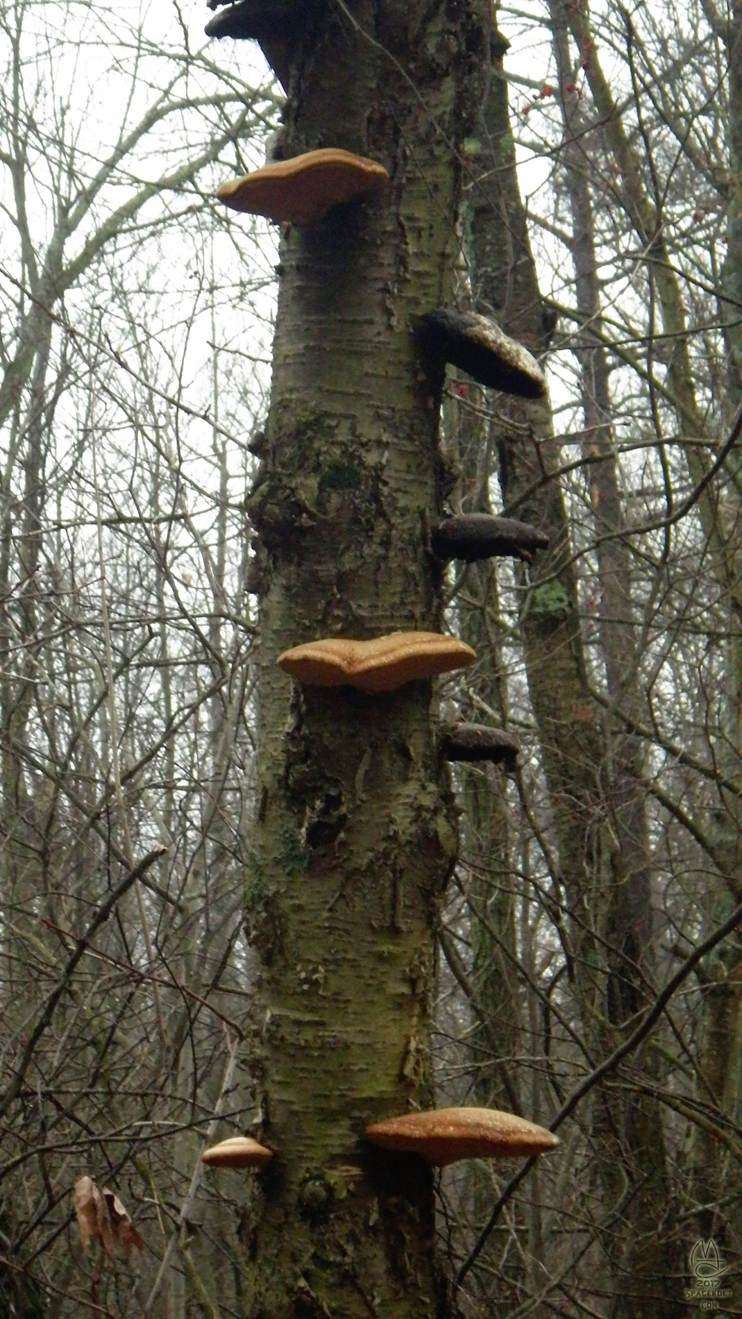 Shelf fungus