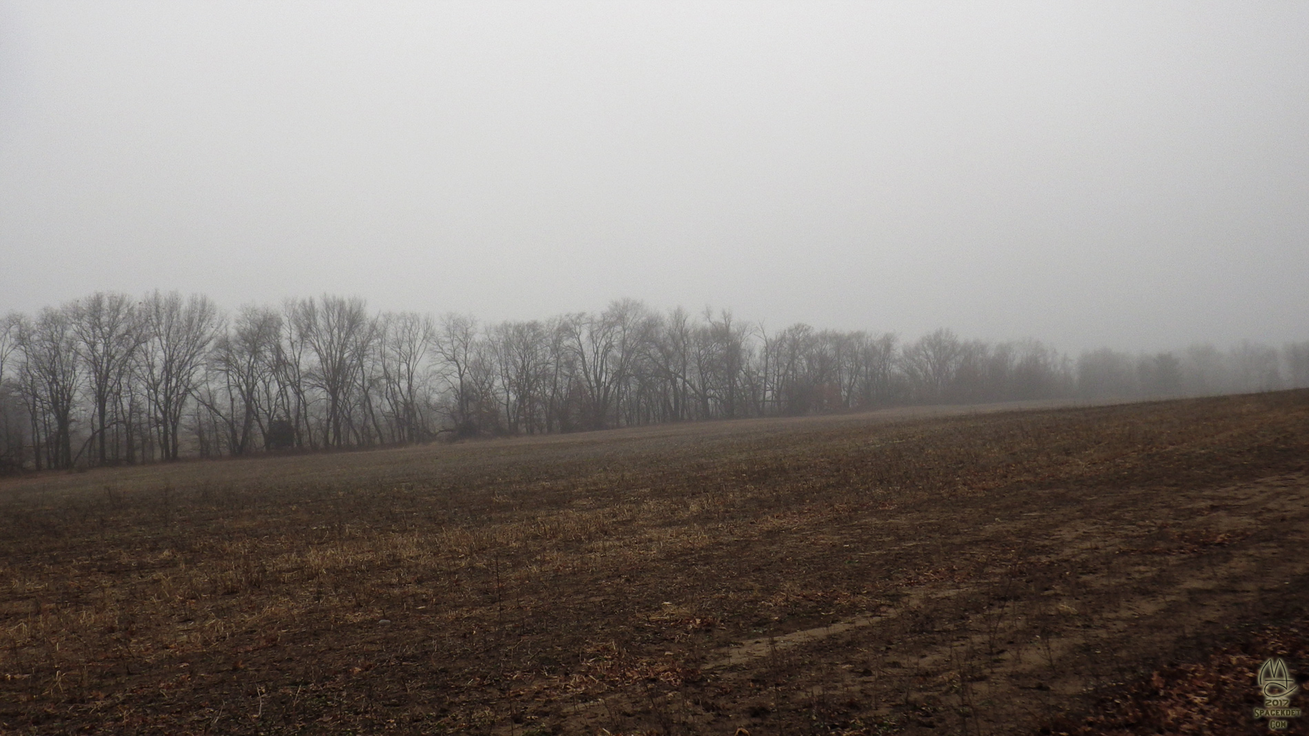 Bean field