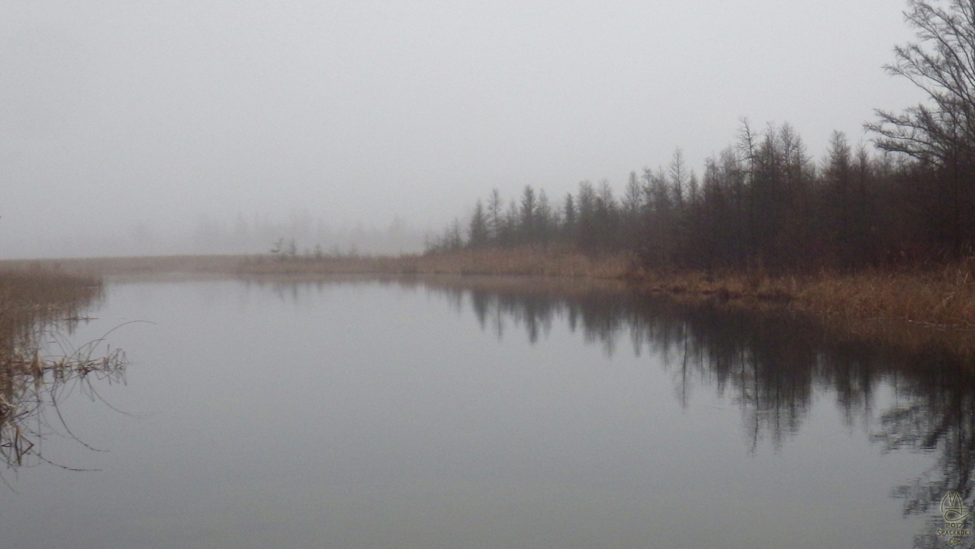 Tamaracks in fog