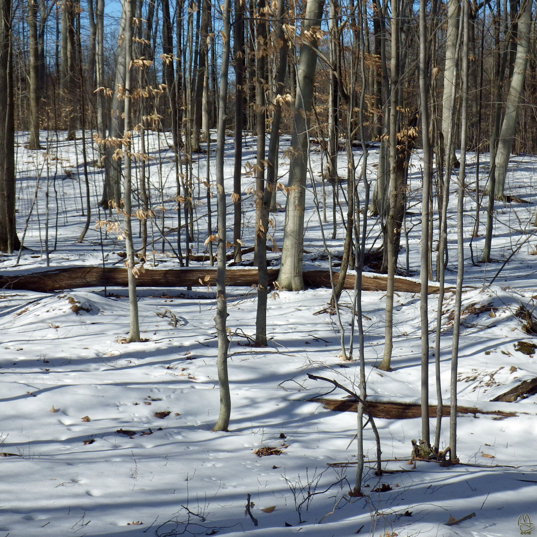 Beech trees on a glacial hill