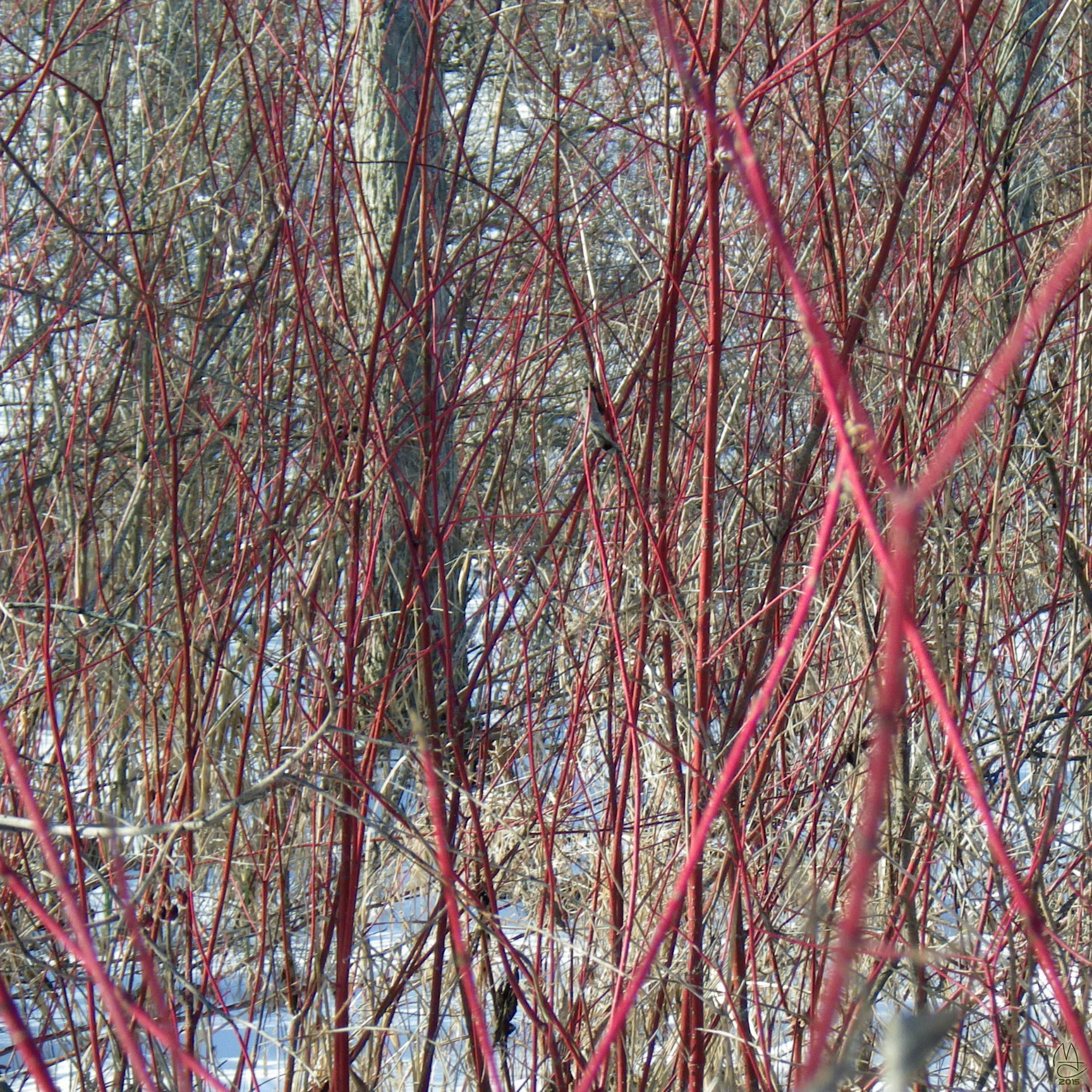 Red Twig Dogwood