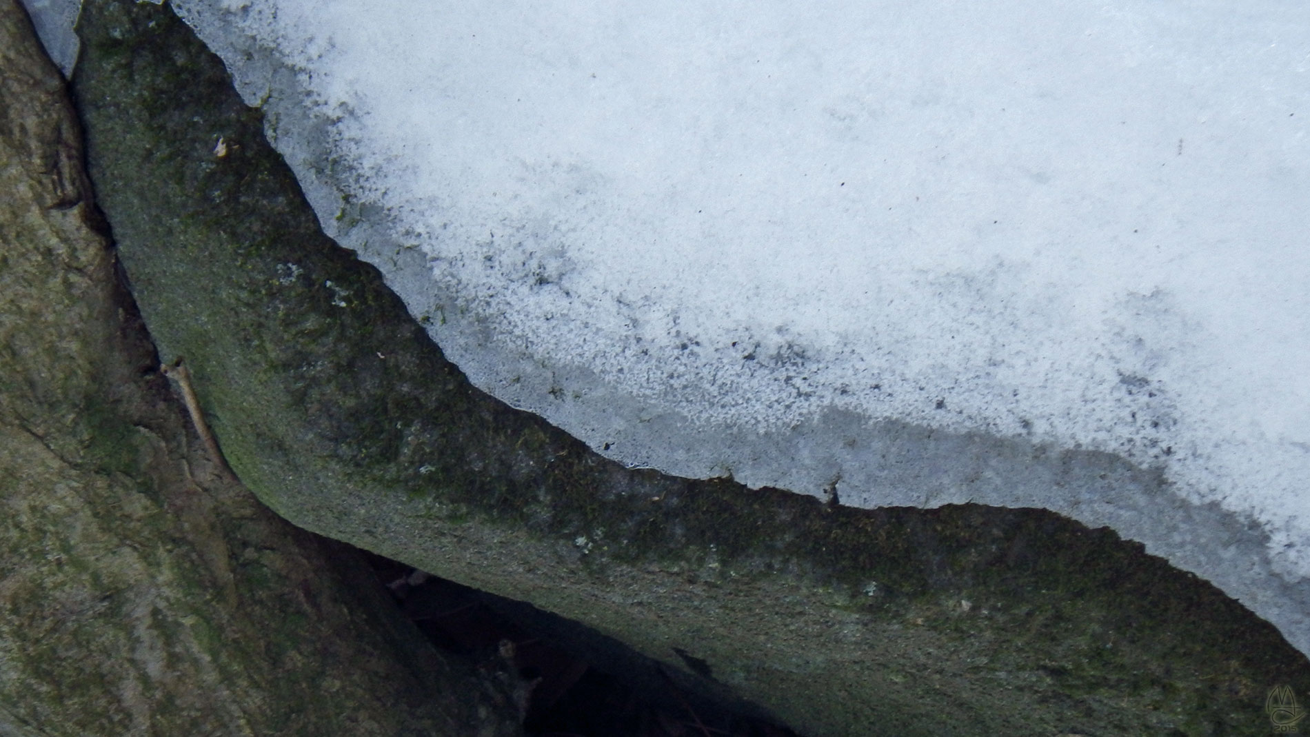 Tree, Rock, Ice