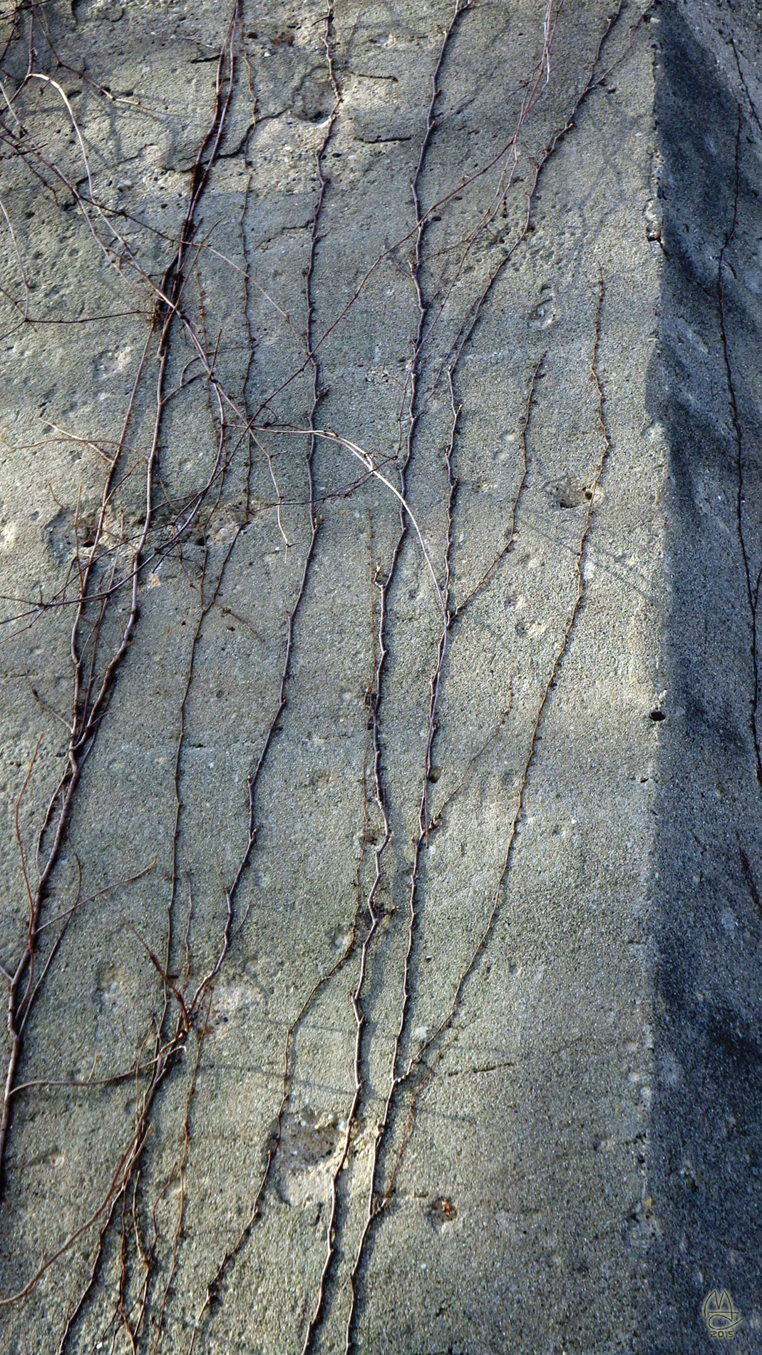 Virginia's veins