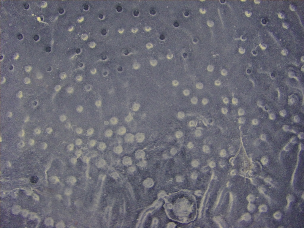 Petri Dish.