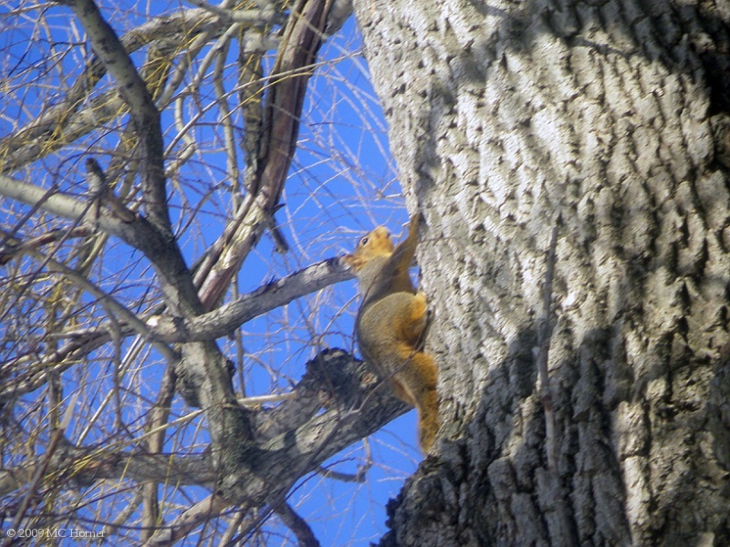 Tree Rat, AKA squirrel on Weeping Willow.