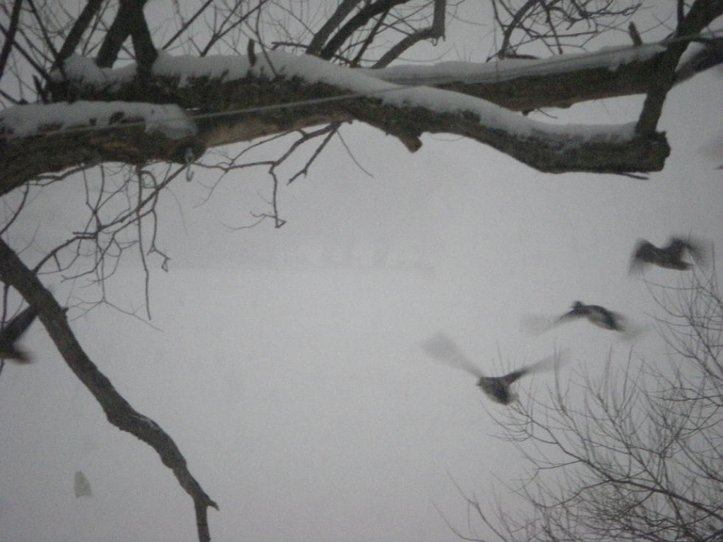 Ducks fly, willows barely appear in the distance.