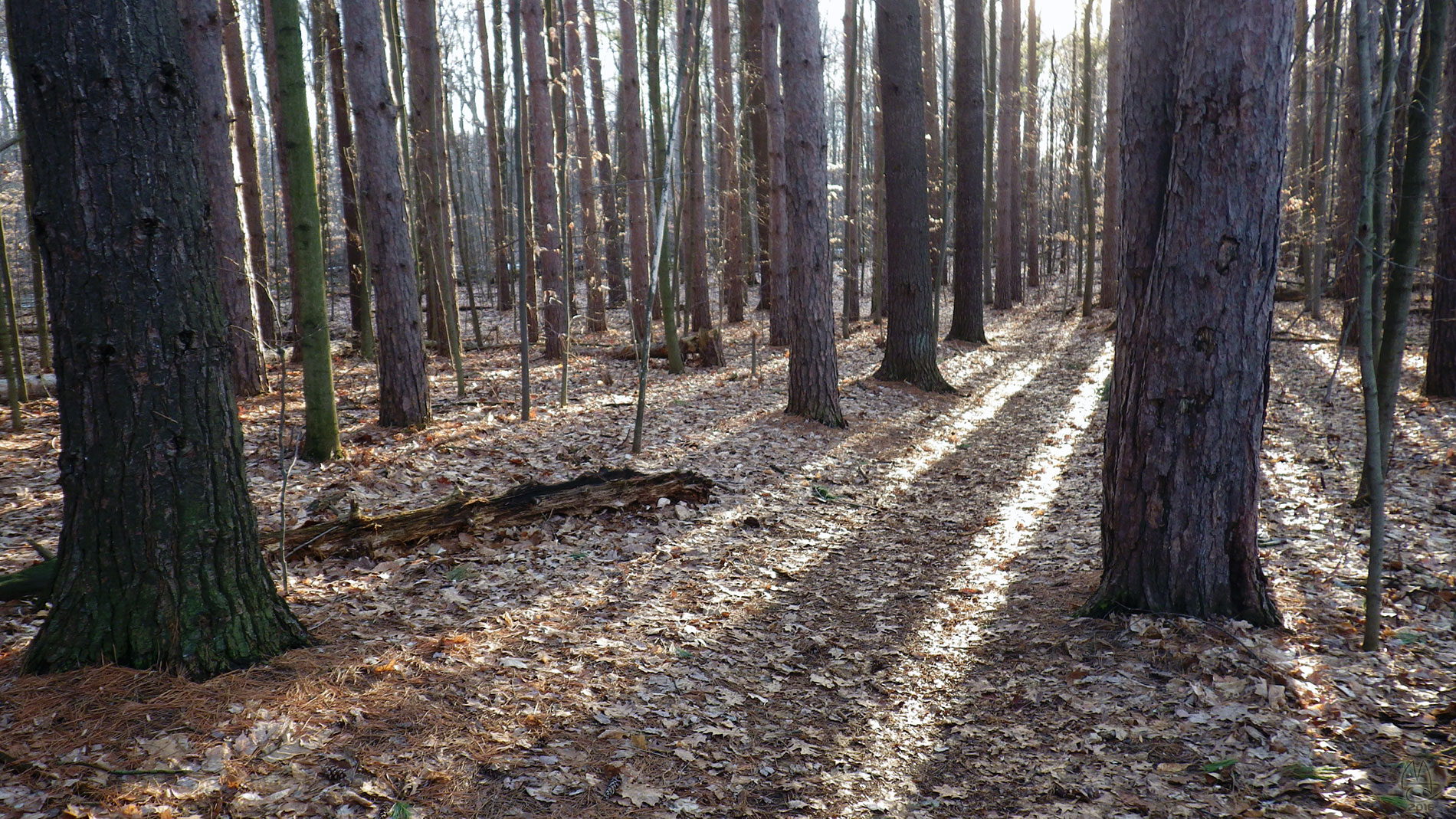 Watch these trees whip in the wind.