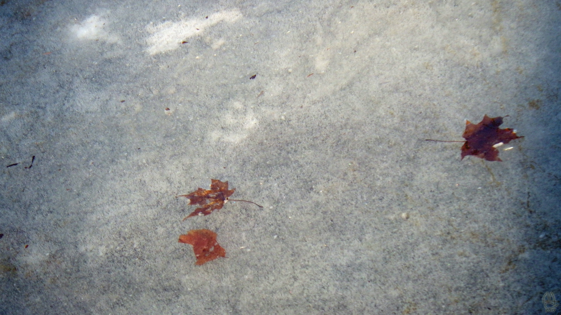 Leaves embedded in ice.