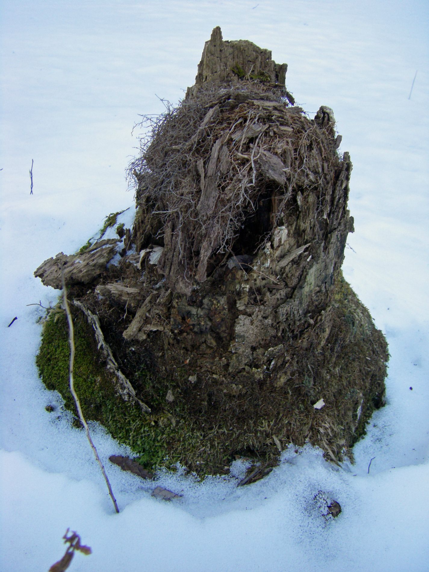 Nest castle.