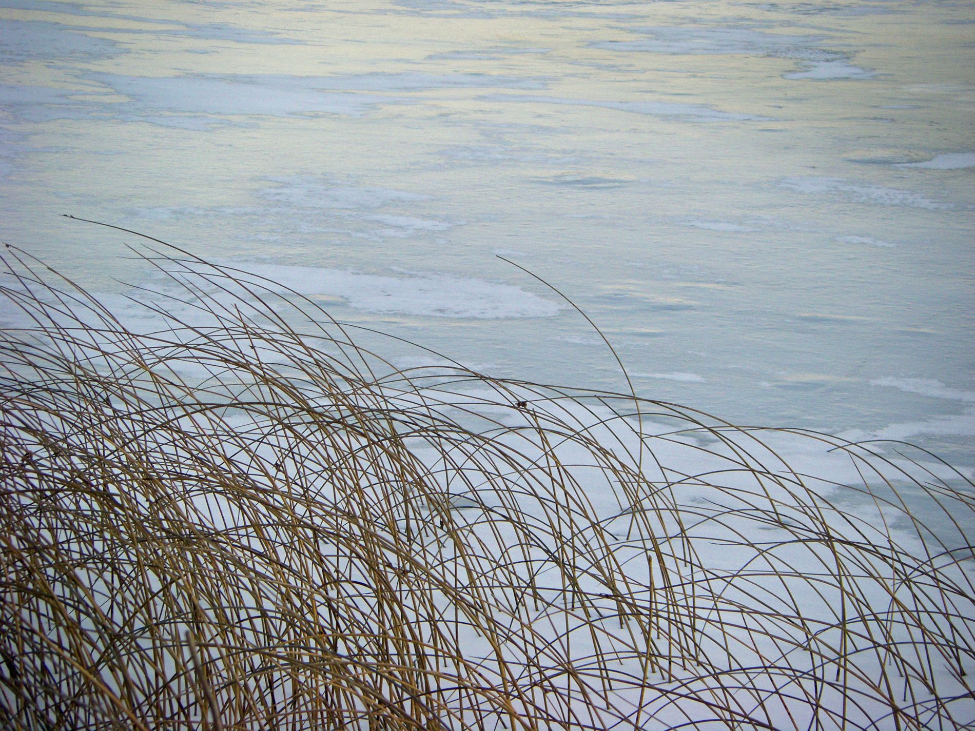 Reed in the wind.