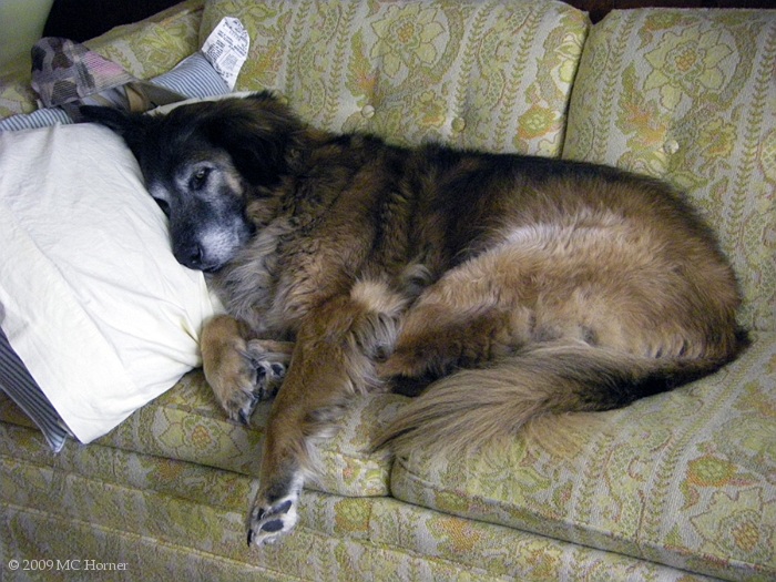 Spoiled.rotten. How an aging Belgian Shepherd spends his afternoons.