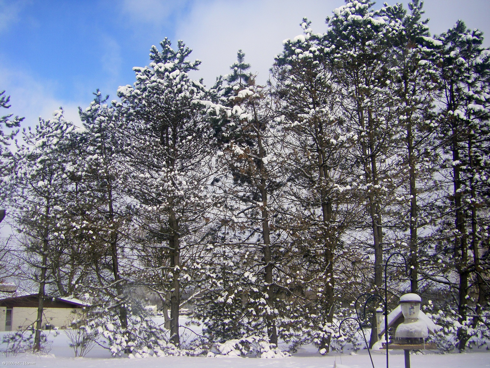 Snow on pines.