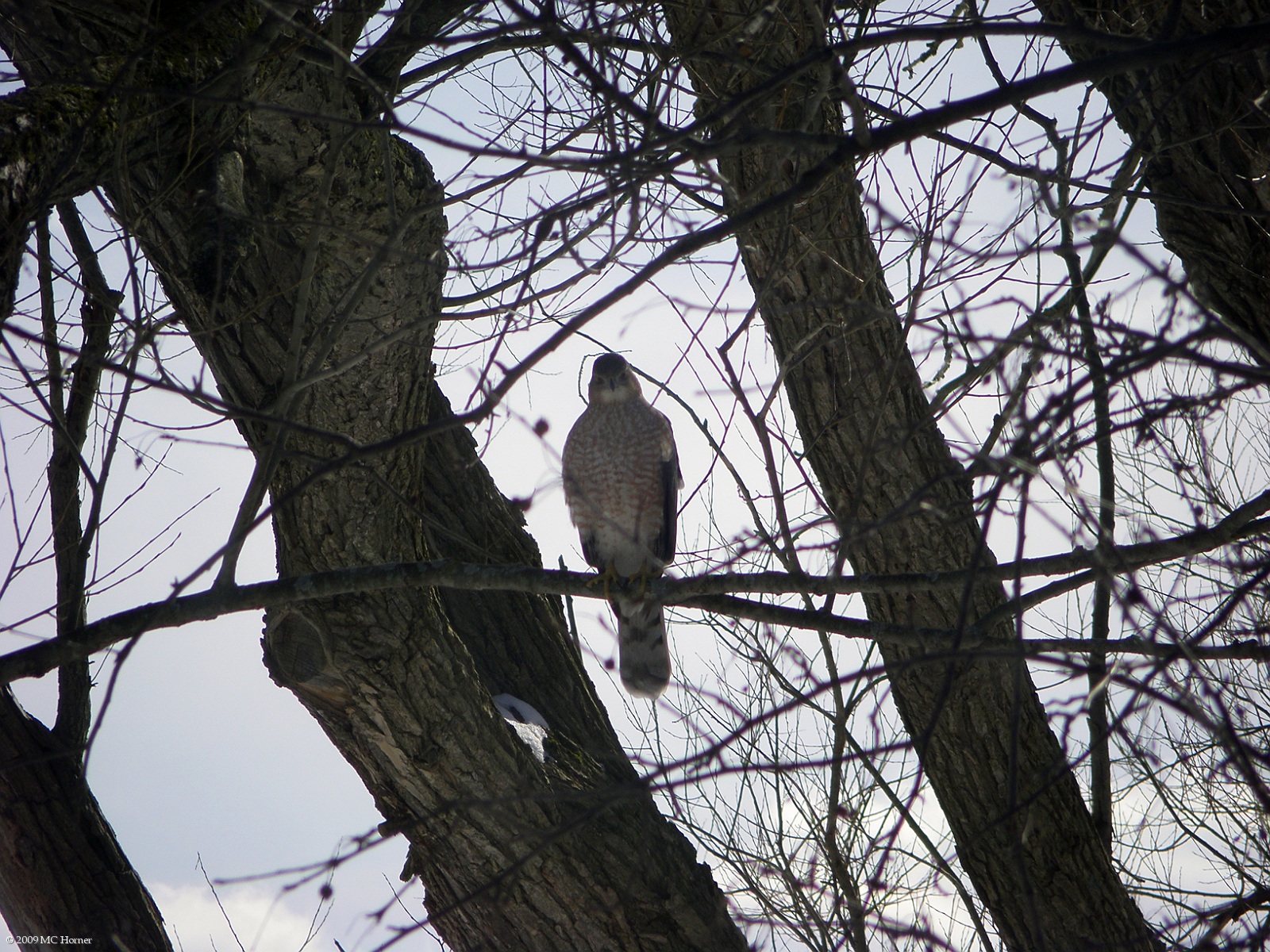 Cooper's Hawk.