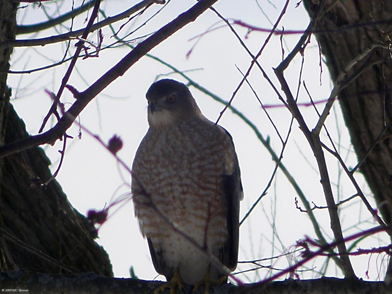 Cooper's Hawk.