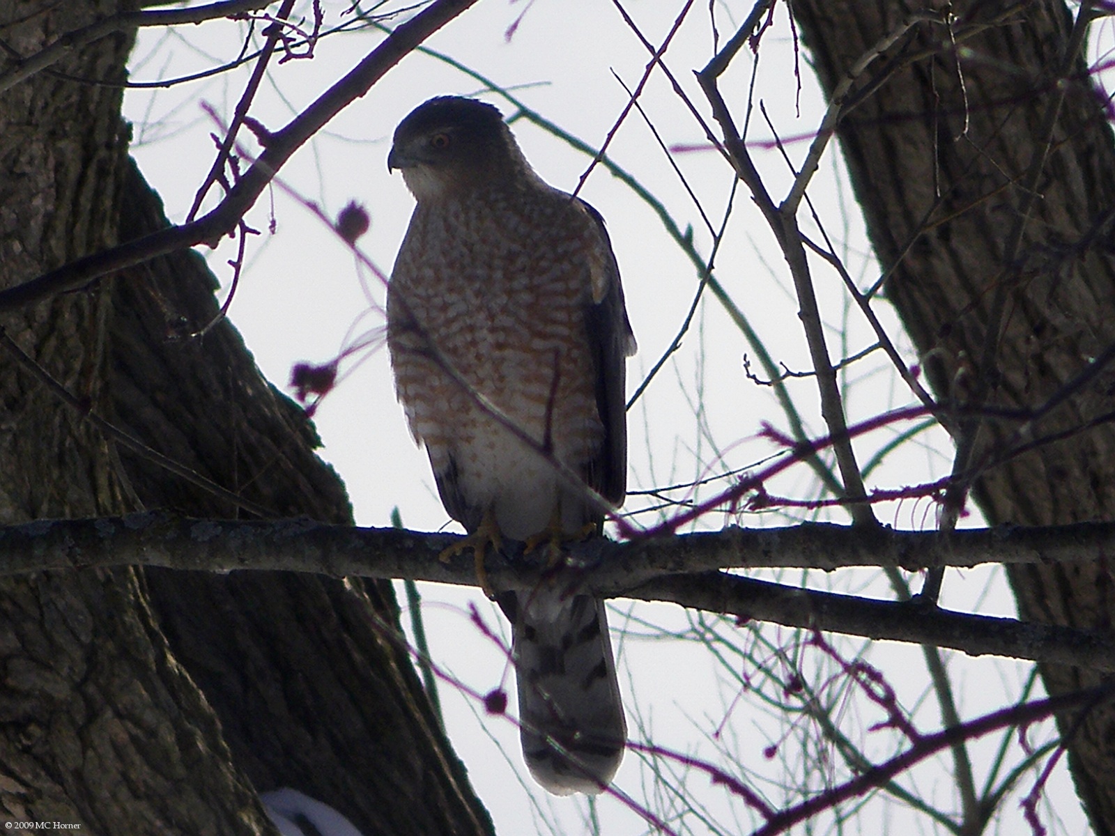 Cooper's Hawk.