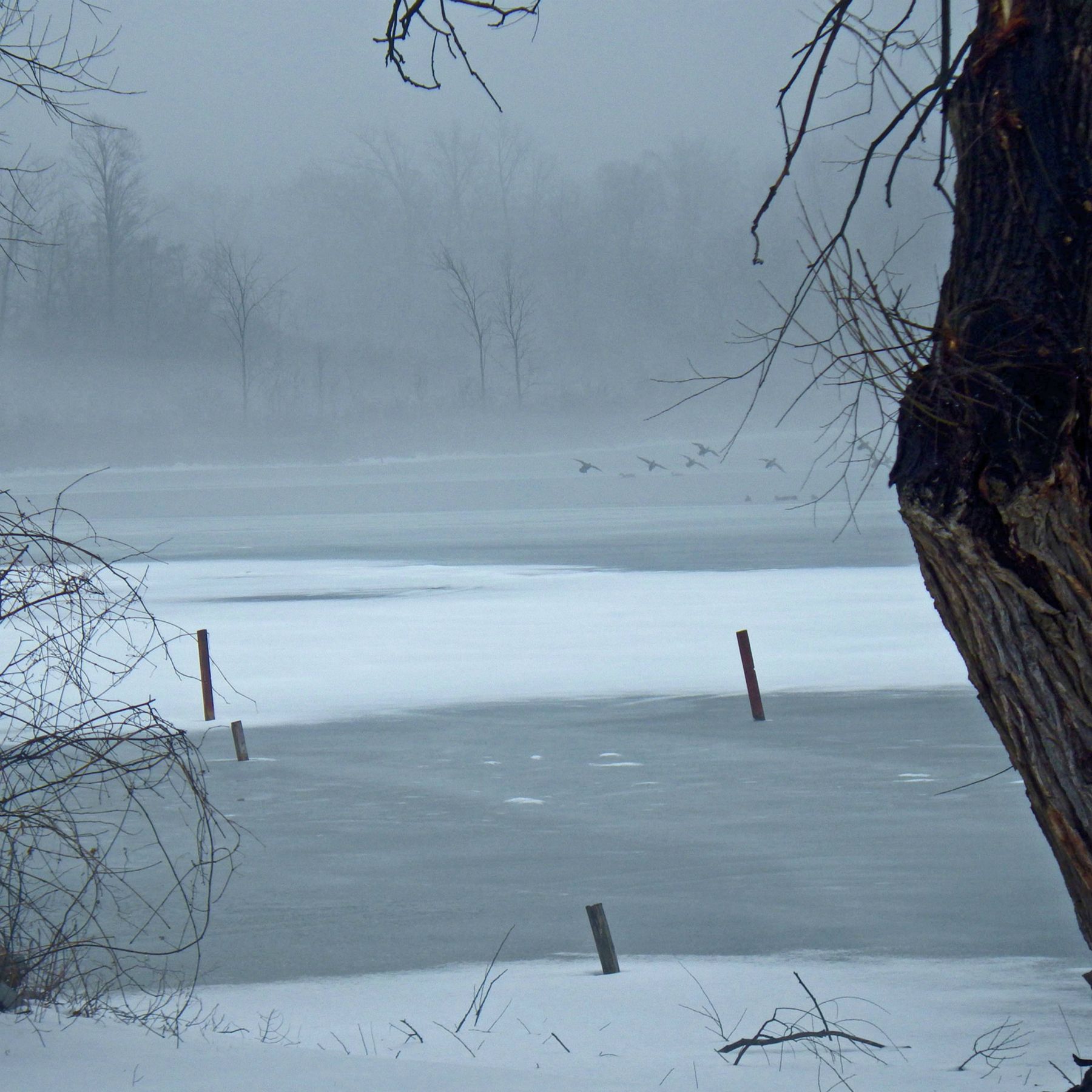 The Big Melt. Snow sublimates into fog.  5.3 MB wmv Video  Watch it here.