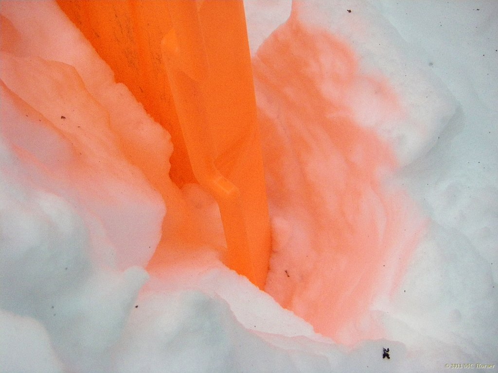 Orange blossom in the snow.