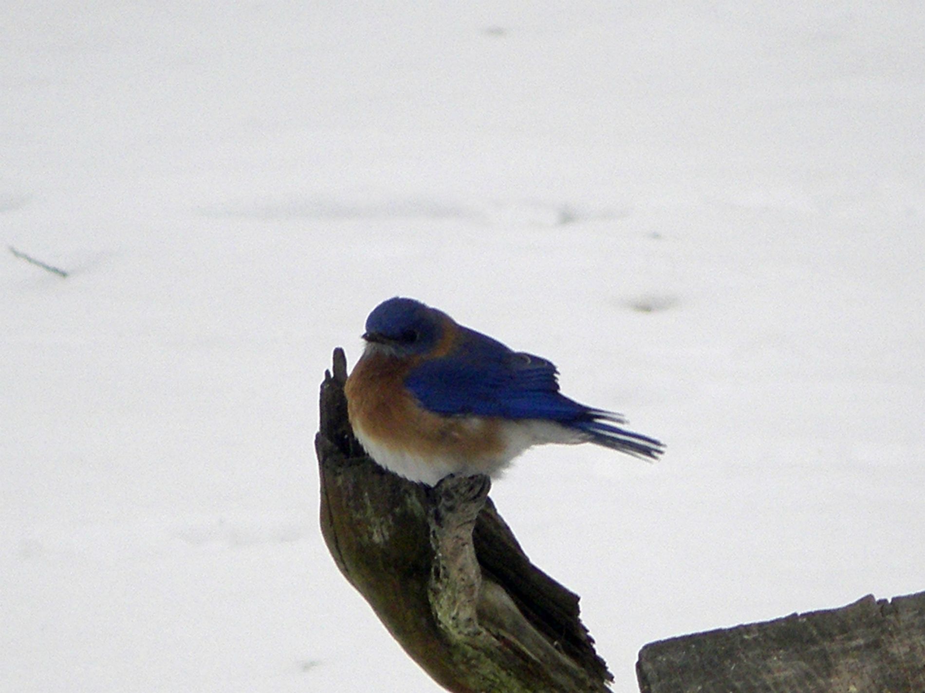 Puffed up against the cold. See more about these birds here.