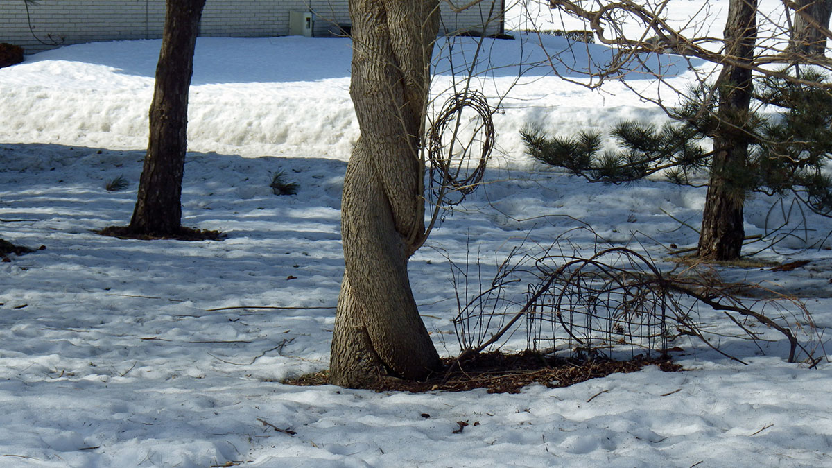 It's pruning season. This tree hates me.