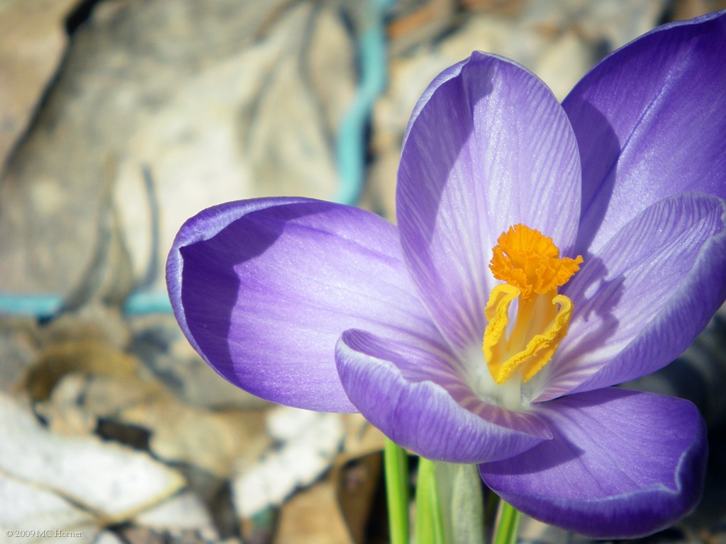 Lone Crocus.