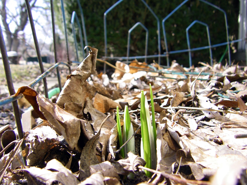 Sprouts.