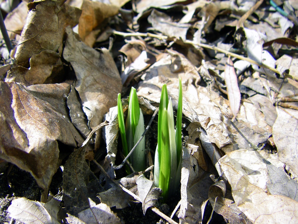 Up through the leaf litter.