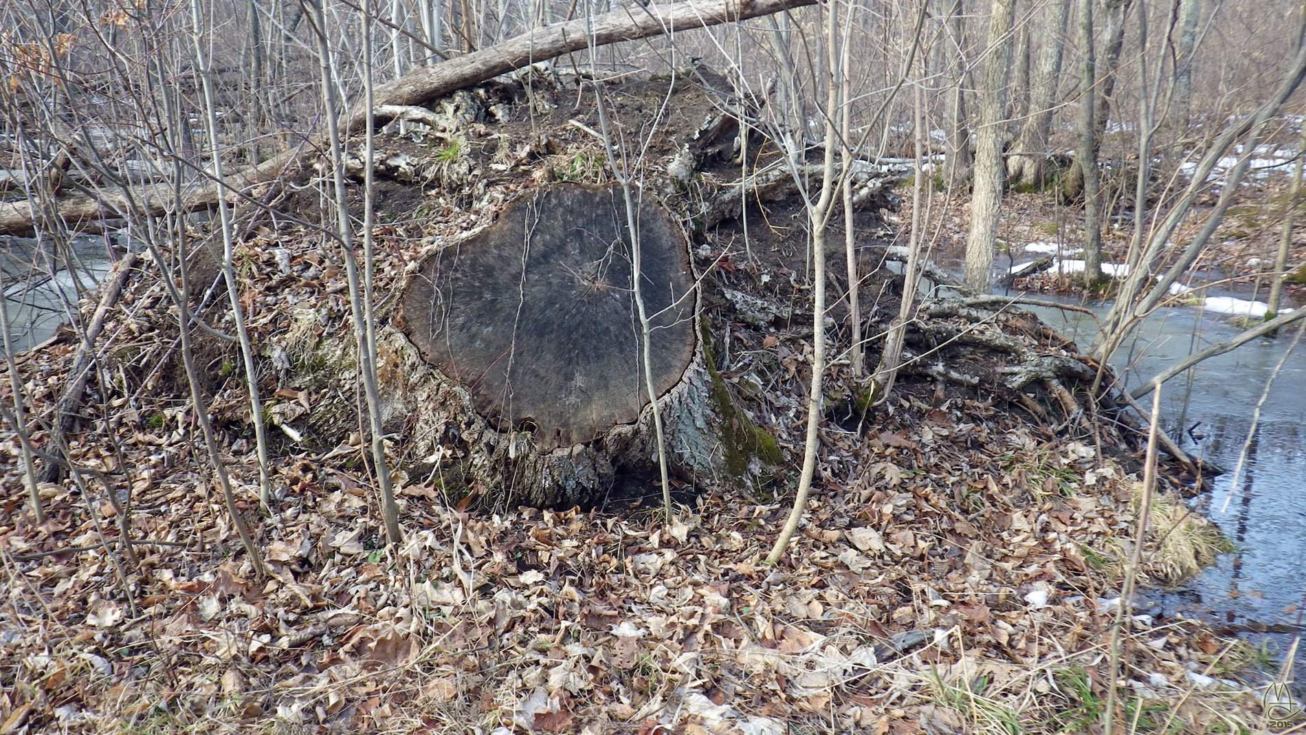 Busybody Boy Scouts, or, The Curious Case of the Missing Landmark.