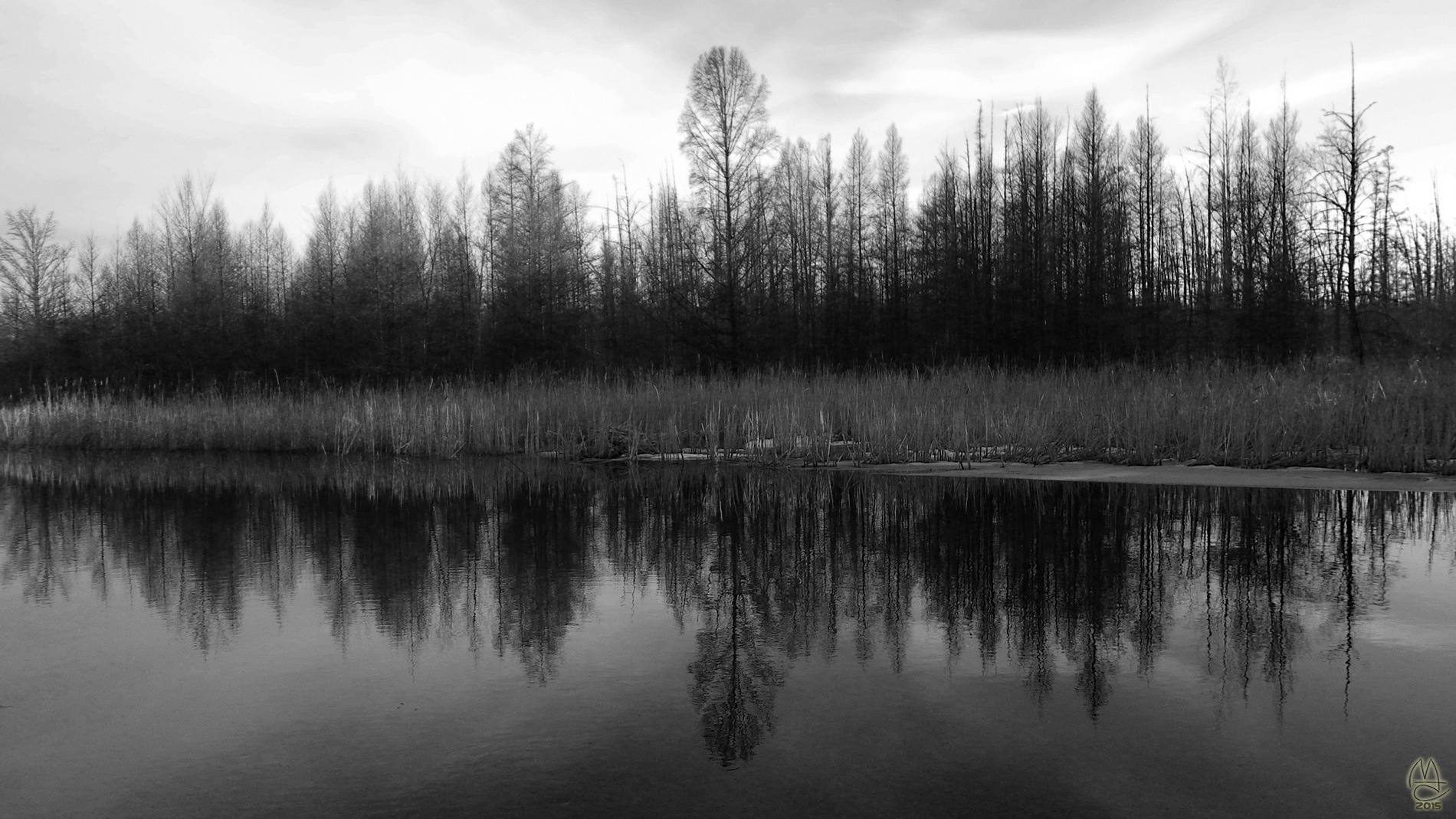 Cattails and tamaracks.