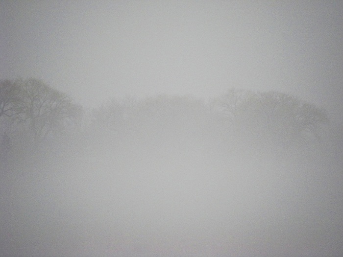 Treeline in fog.