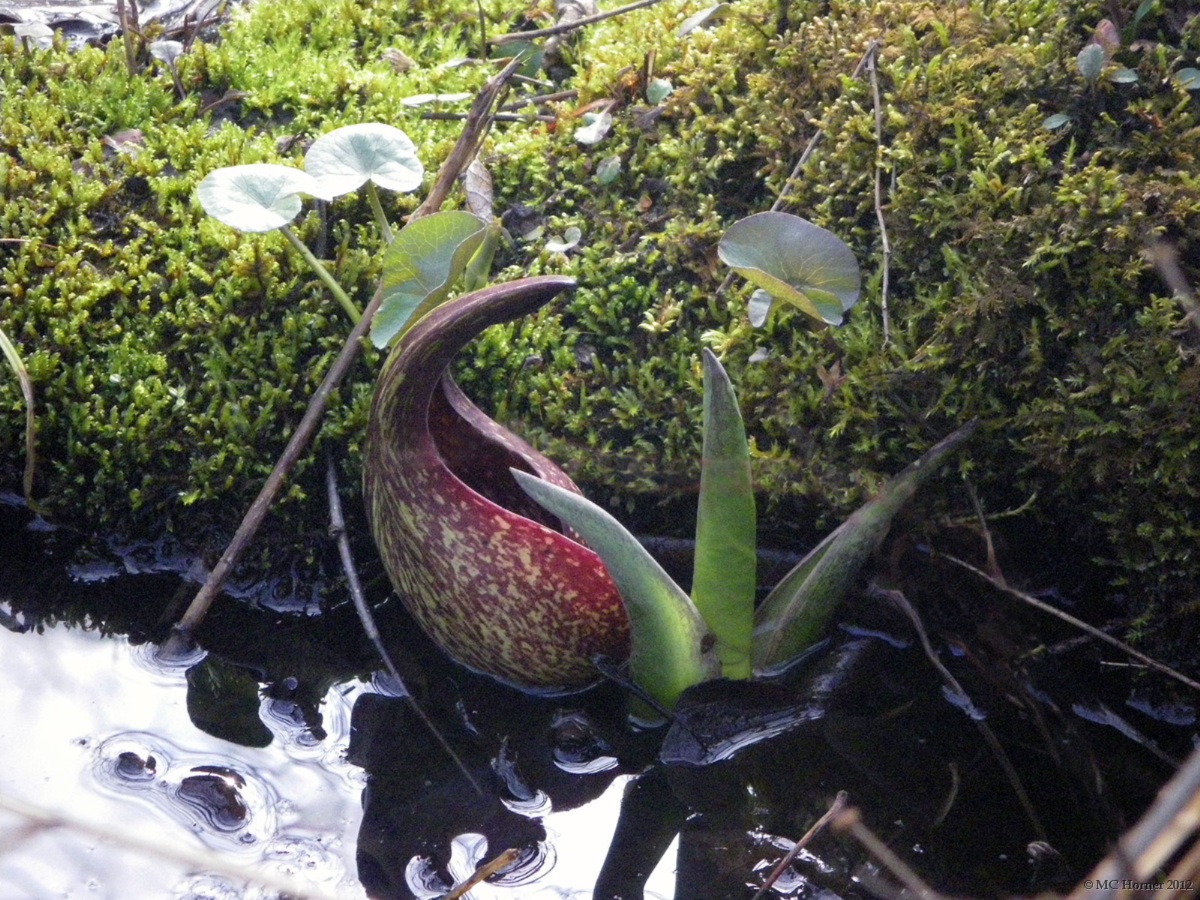 Skunk Cabbage.