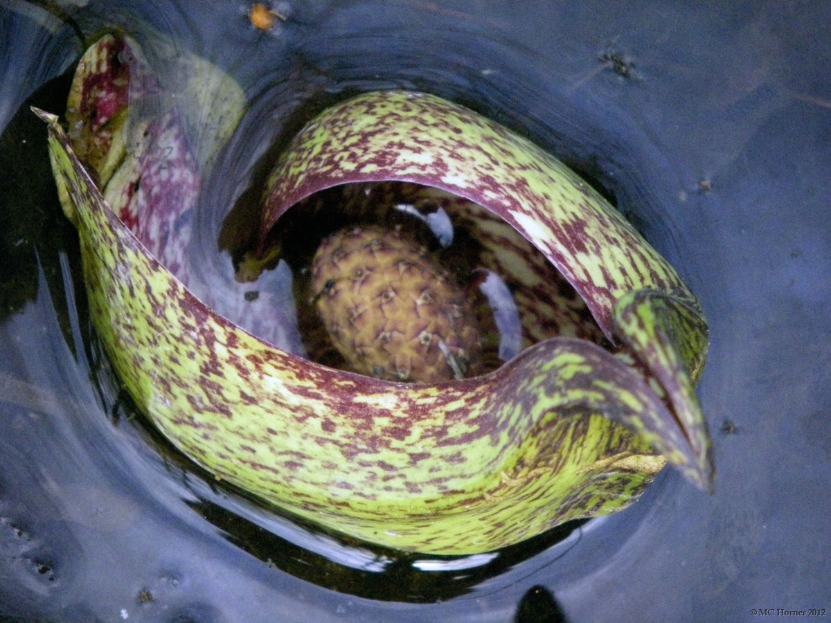 Skunk Cabbage.