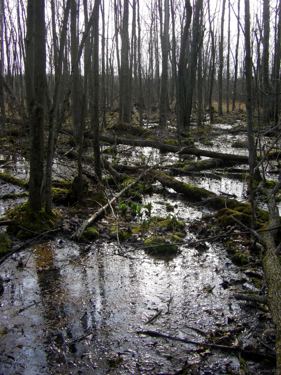 Kingdom of the Spring Peepers