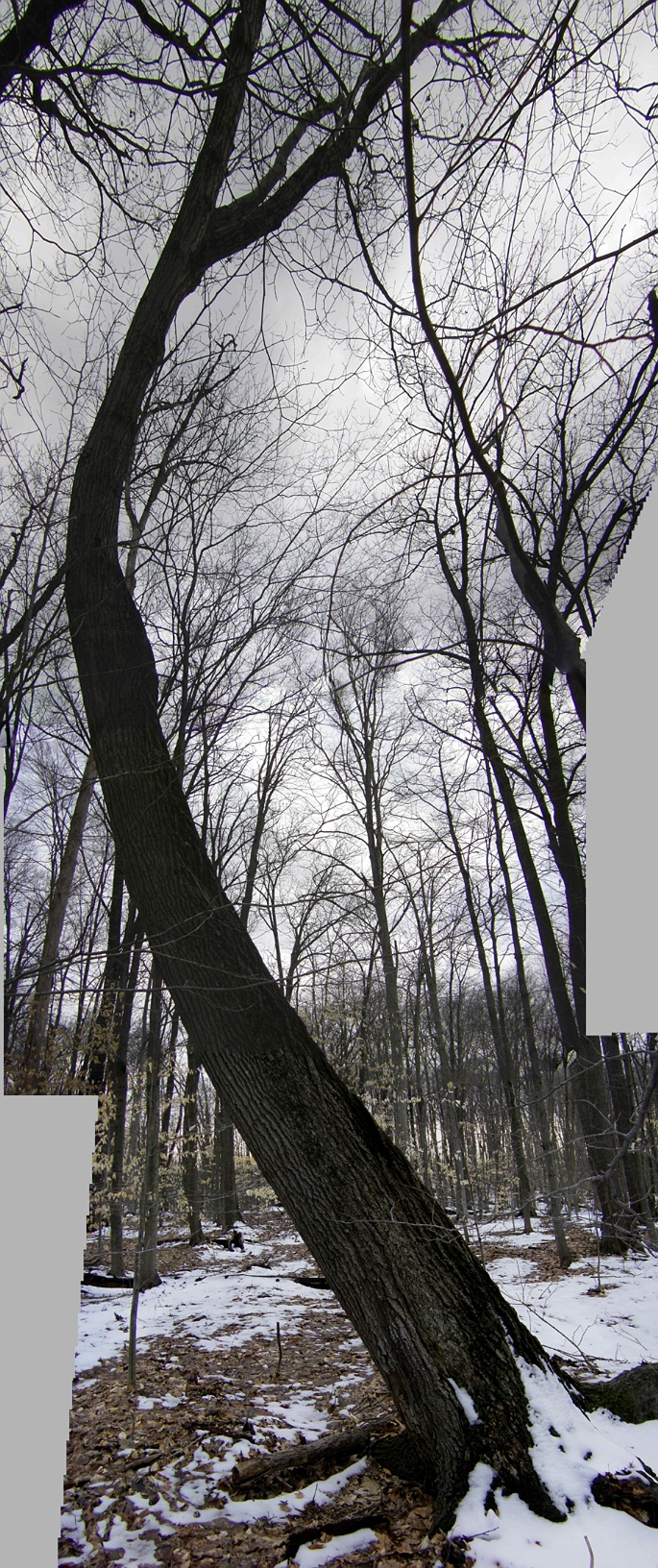 Bent Oak Pano.