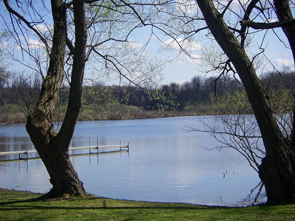 Pussy Willow blooms on the far shore.