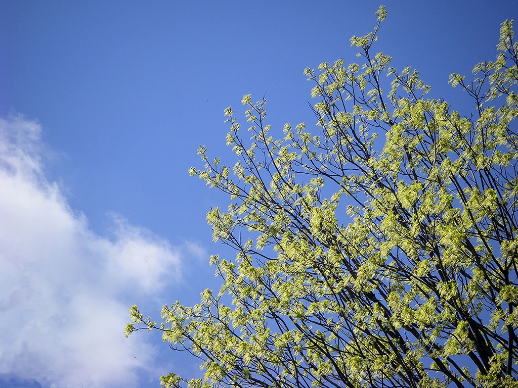 Favorite shade of green; Maple tree.