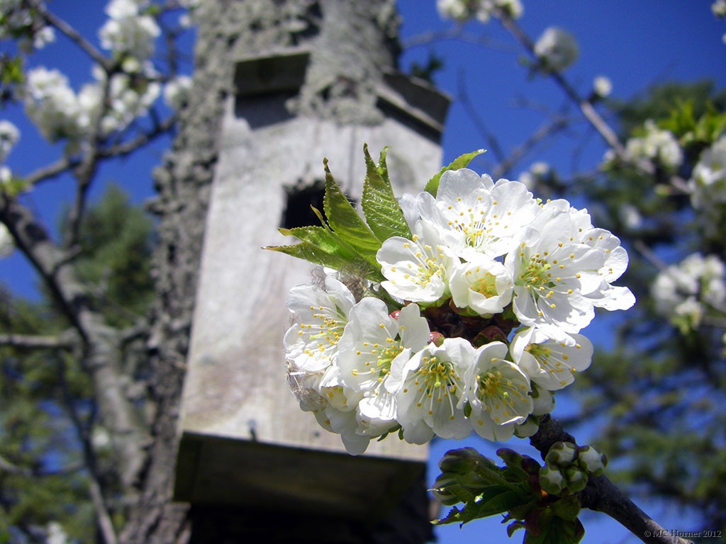 Bloomed so early the bees haven't shown up yet.