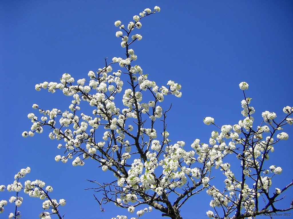 Cherry blossoms and blue skies.