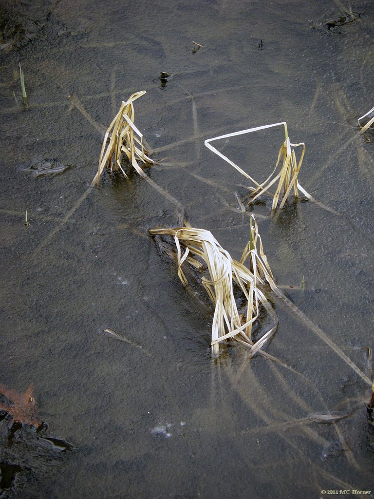 Green spears on ice.