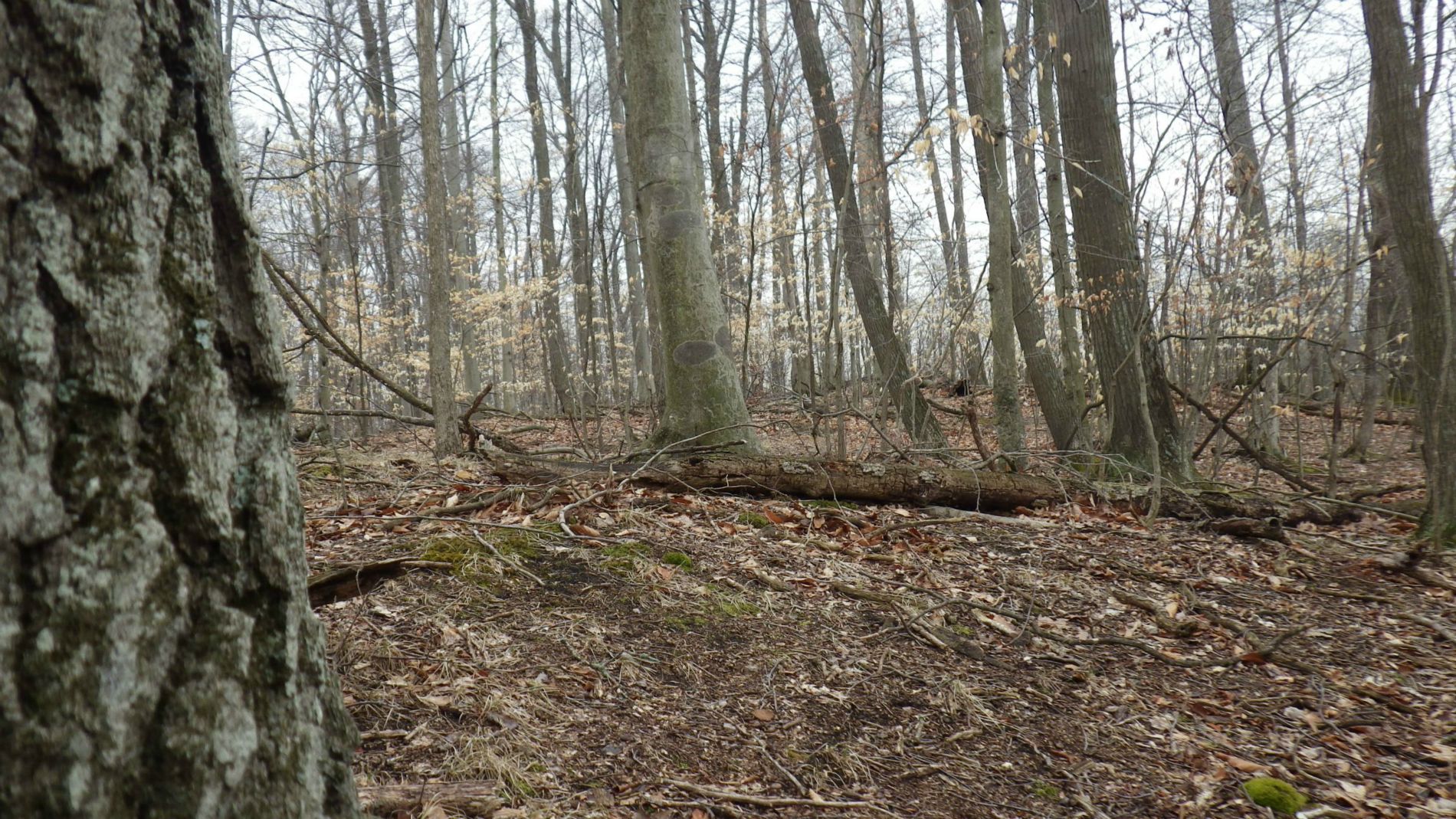 Beeches on a drumlin.